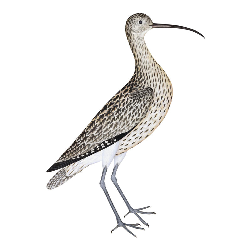 Eurasian Curlew Plate 35 by Olof Rudbeck (Cfa-Wd)