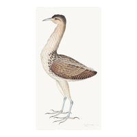 European Bittern Plate 04 by Olof Rudbeck (Cfa-Wd)