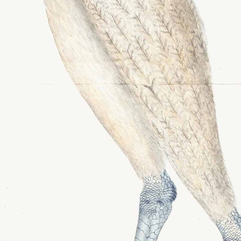 European Bittern Plate 04 by Olof Rudbeck (Cfa-Wd)