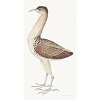 European Bittern Plate 04 by Olof Rudbeck (Cfa-Wd)