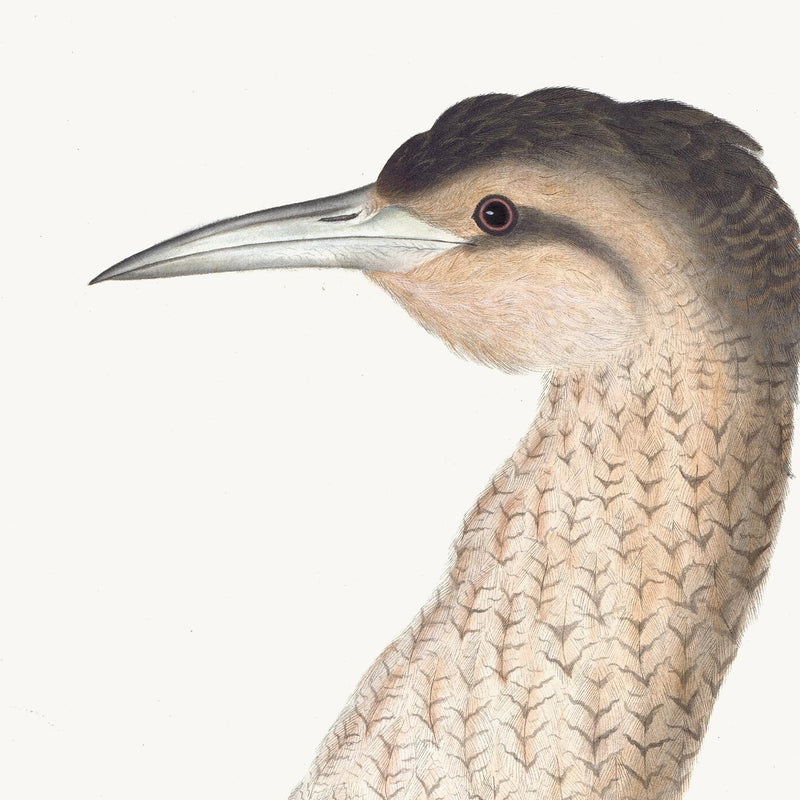 European Bittern Plate 04 by Olof Rudbeck (Cfa-Wd)