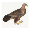 Golden Eagle Plate 05 by Olof Rudbeck (Cfa-Wd)