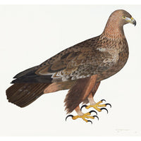 Golden Eagle Plate 05 by Olof Rudbeck (Cfa-Wd)