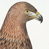 Golden Eagle Plate 05 by Olof Rudbeck (Cfa-Wd)