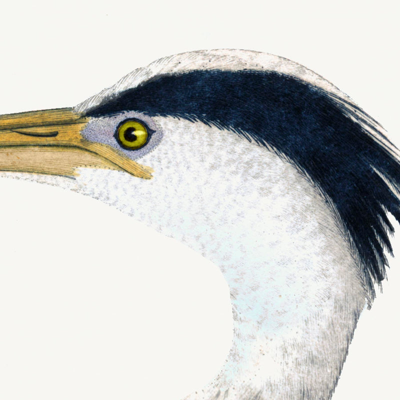 Great Blue Heron Styled After Olof Rudbeck - Plate 36 (Cfa-Wd)