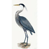 Great Blue Heron Styled After Olof Rudbeck - Plate 36 (Cfa-Wd)