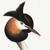 Great Crested Grebe Plate 34 by Olof Rudbeck (Cfa-Wd)