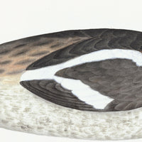 Great Crested Grebe Plate 34 by Olof Rudbeck (Cfa-Wd)