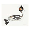 Great Crested Grebe Plate 34 by Olof Rudbeck (Cfa-Wd)