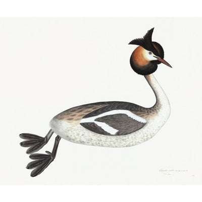 Great Crested Grebe Plate 34 by Olof Rudbeck (Cfa-Wd)
