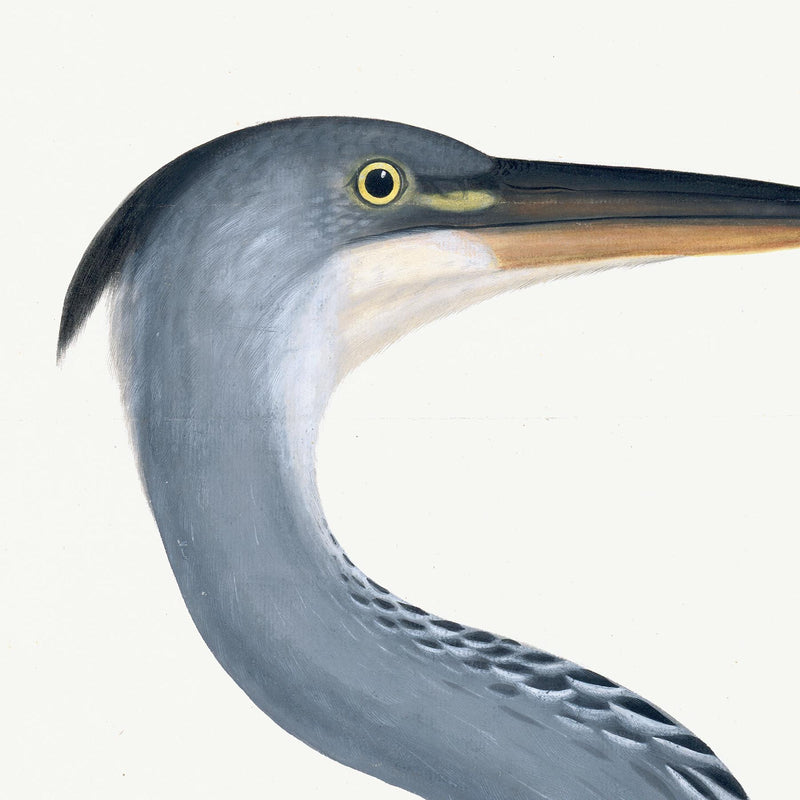 Grey Heron Plate 03 by Olof Rudbeck (Cfa-Wd)