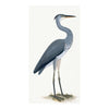 Grey Heron Plate 03 by Olof Rudbeck (Cfa-Wd)