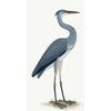 Grey Heron Plate 03 by Olof Rudbeck (Cfa-Wd)