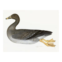 Greylag Goose Plate 21 by Olof Rudbeck (Cfa-Wd)