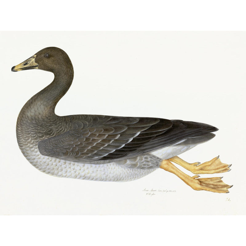 Greylag Goose Plate 21 by Olof Rudbeck (Cfa-Wd)