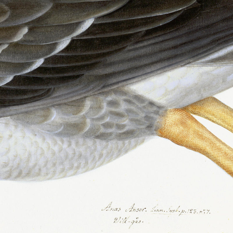 Greylag Goose Plate 21 by Olof Rudbeck (Cfa-Wd)