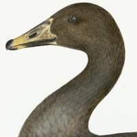 Greylag Goose Plate 21 by Olof Rudbeck (Cfa-Wd)