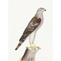 Honey Buzzard Plate 09 by Olof Rudbeck (Cfa-Wd)