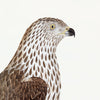 Honey Buzzard Plate 09 by Olof Rudbeck (Cfa-Wd)