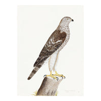 Honey Buzzard Plate 09 by Olof Rudbeck (Cfa-Wd)