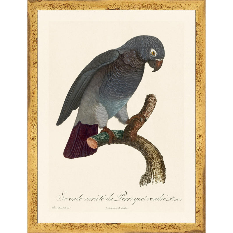 Jacques Barraband Grey Parrots Framed - Set of 4