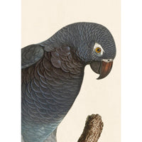 Jacques Barraband Grey Parrots Framed - Set of 4