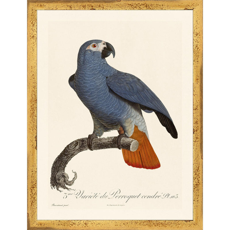 Jacques Barraband Grey Parrots Framed - Set of 4