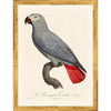 Jacques Barraband Grey Parrots Framed - Set of 4