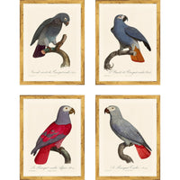 Jacques Barraband Grey Parrots Framed - Set of 4