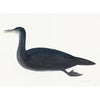 Juvenile Cormorant Plate 11 by Olof Rudbeck (Cfa-Wd)