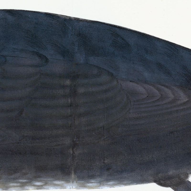Juvenile Cormorant Plate 11 by Olof Rudbeck (Cfa-Wd)