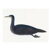 Juvenile Cormorant Plate 11 by Olof Rudbeck (Cfa-Wd)