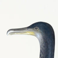 Juvenile Cormorant Plate 11 by Olof Rudbeck (Cfa-Wd)