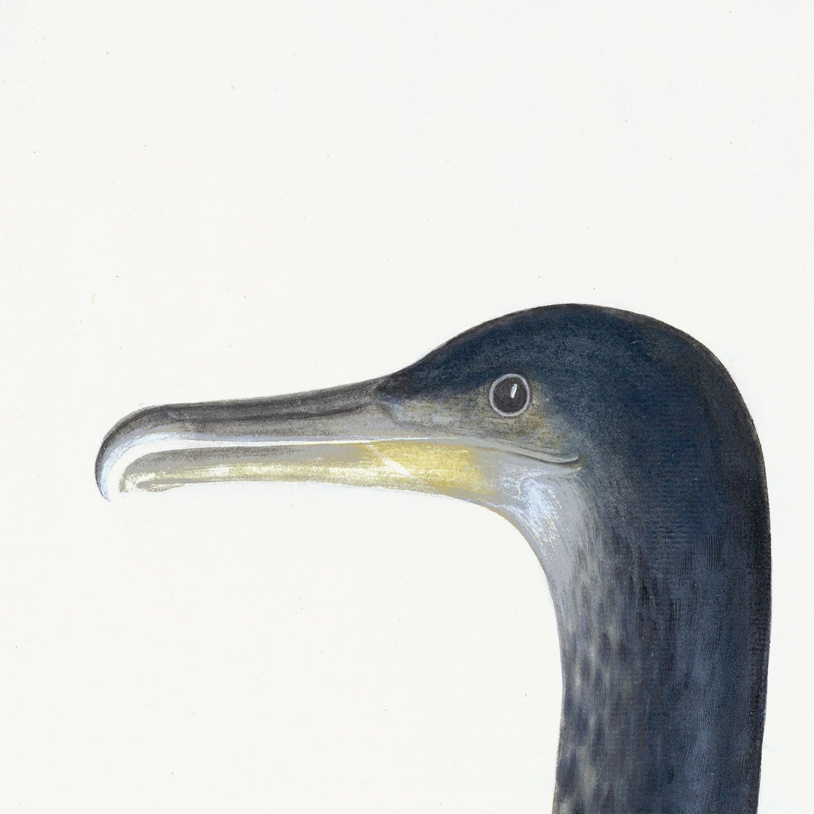Juvenile Cormorant Plate 11 by Olof Rudbeck (Cfa-Wd)