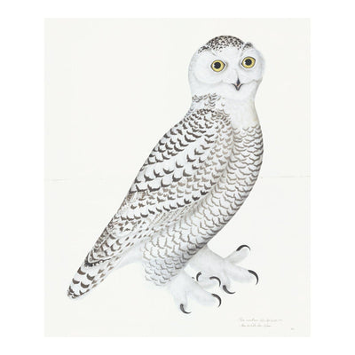 Juvenile Male Snowy Owl Plate 30 by Olof Rudbeck (Cfa-Wd)