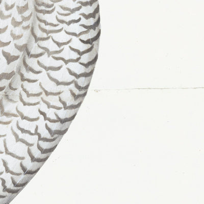 Juvenile Male Snowy Owl Plate 30 by Olof Rudbeck (Cfa-Wd)