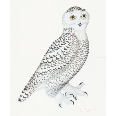 Juvenile Male Snowy Owl Plate 30 by Olof Rudbeck (Cfa-Wd)