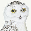 Juvenile Male Snowy Owl Plate 30 by Olof Rudbeck (Cfa-Wd)