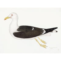 Lesser Black Backed Gull Plate 23 by Olof Rudbeck (Cfa-Wd)