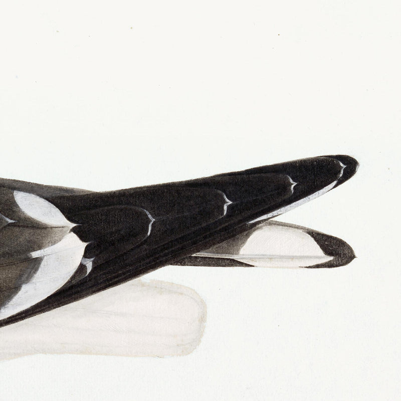 Lesser Black Backed Gull Plate 23 by Olof Rudbeck (Cfa-Wd)