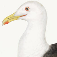 Lesser Black Backed Gull Plate 23 by Olof Rudbeck (Cfa-Wd)