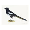 Magpie Plate 16 by Olof Rudbeck (Cfa-Wd)