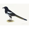 Magpie Plate 16 by Olof Rudbeck (Cfa-Wd)