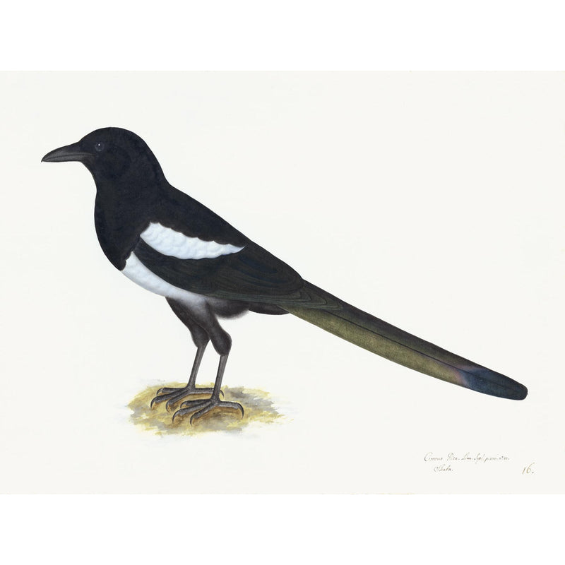 Magpie Plate 16 by Olof Rudbeck (Cfa-Wd)