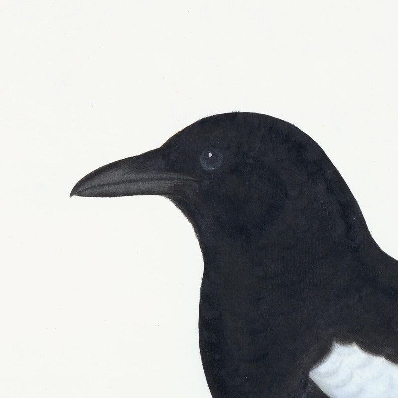 Magpie Plate 16 by Olof Rudbeck (Cfa-Wd)