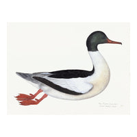 Male Goosander Plate 22 by Olof Rudbeck (Cfa-Wd)