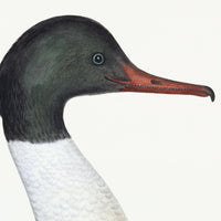 Male Goosander Plate 22 by Olof Rudbeck (Cfa-Wd)