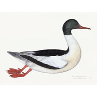 Male Goosander Plate 22 by Olof Rudbeck (Cfa-Wd)