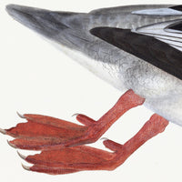 Male Goosander Plate 22 by Olof Rudbeck (Cfa-Wd)