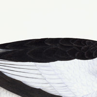 Male Goosander Plate 22 by Olof Rudbeck (Cfa-Wd)